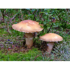 Мицелий Колпака кольчатого / Приболотник белый (Cortinarius caperatus)